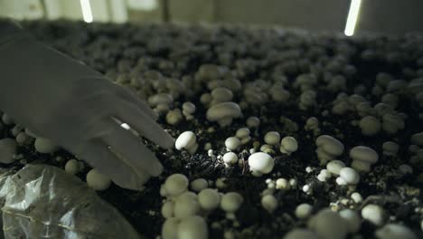 white champignon mushrooms harvest