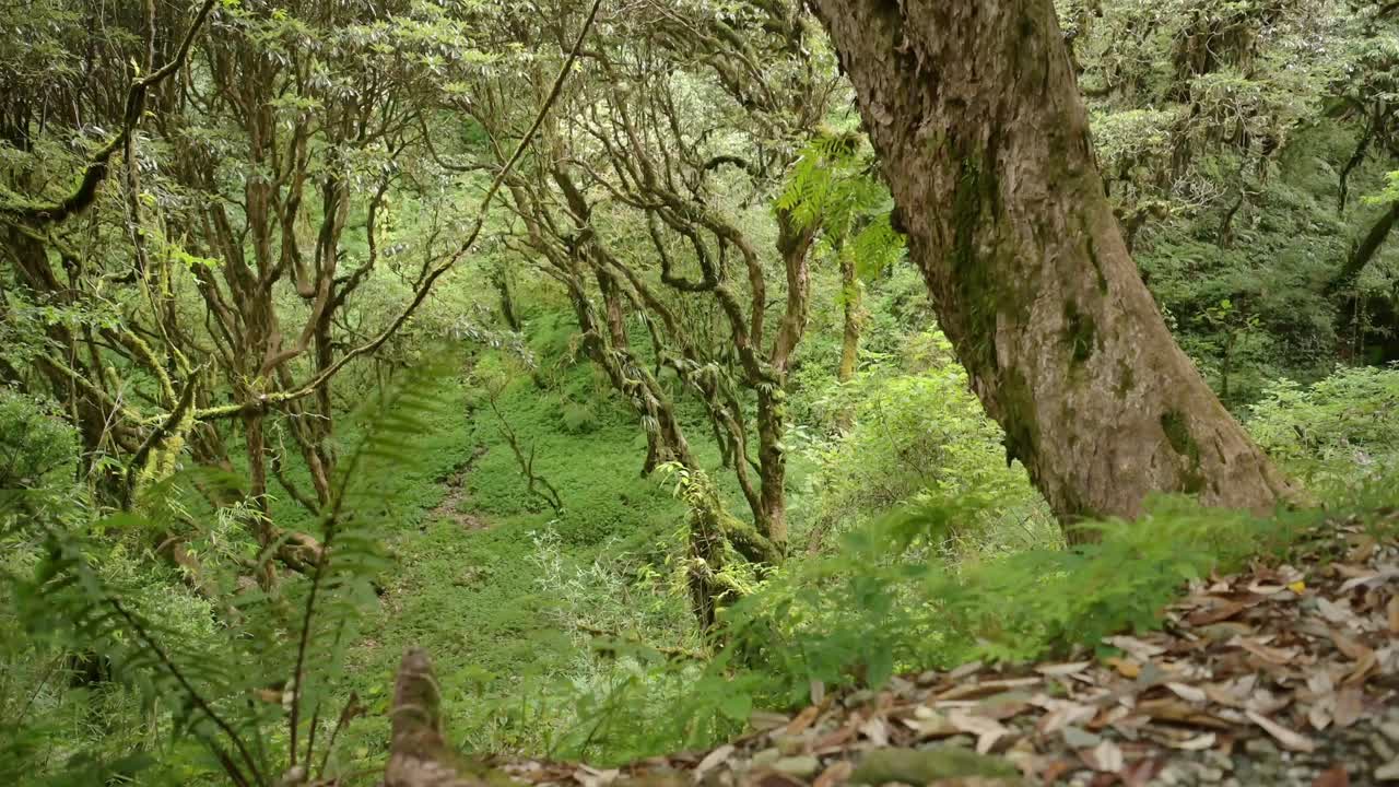 Nepal Himalayas Green Dry Forest Scenery in the Annapurna Region of Nepal, Lush Green Tropical Mysterious Ancient Forest with Trees and Greenery while Trekking and Hiking in Nepal