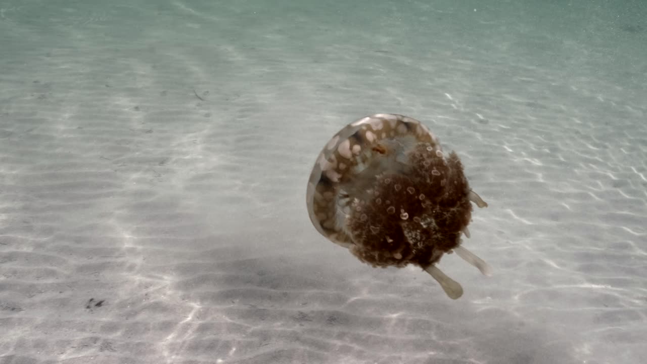 모래 바다 바닥 위에 떠있는 해파리