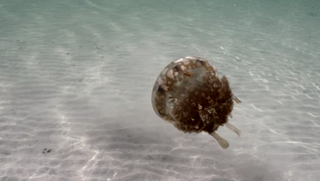 sea jelly floating above sandy sea bottom