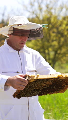 beekeeper holds a frame in hands and looks severely at it. man checking honey harvest at his apiary. nature background. vertical video