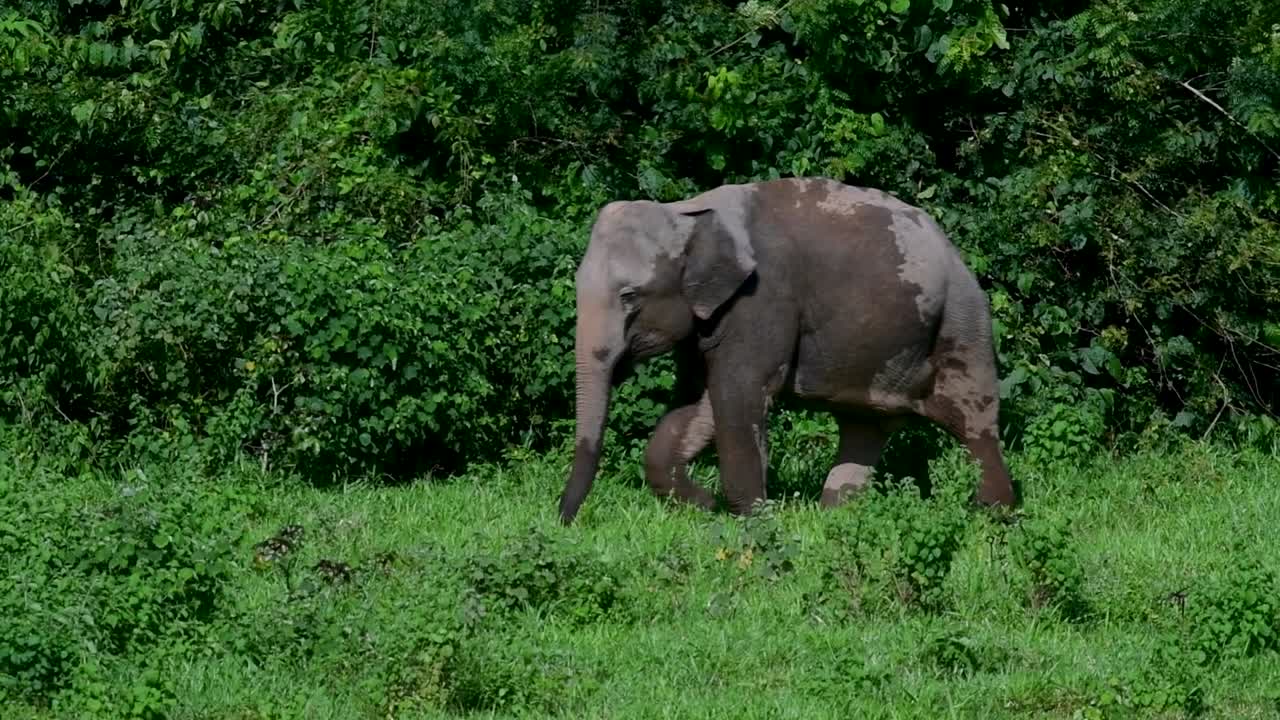 los elefantes asiáticos son especies en peligro de extinción y también son residentes de tailandia