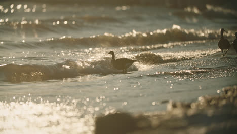 wild canadian geese silhouette swimming into stormy beach waves during sunset