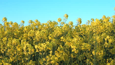 top down close up rapeseed field on blue sky background