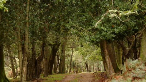 tilting down onto a road track going between trees in the new forest