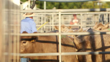 strong masculine rancher herding group of purebred cattle in big steel corrals