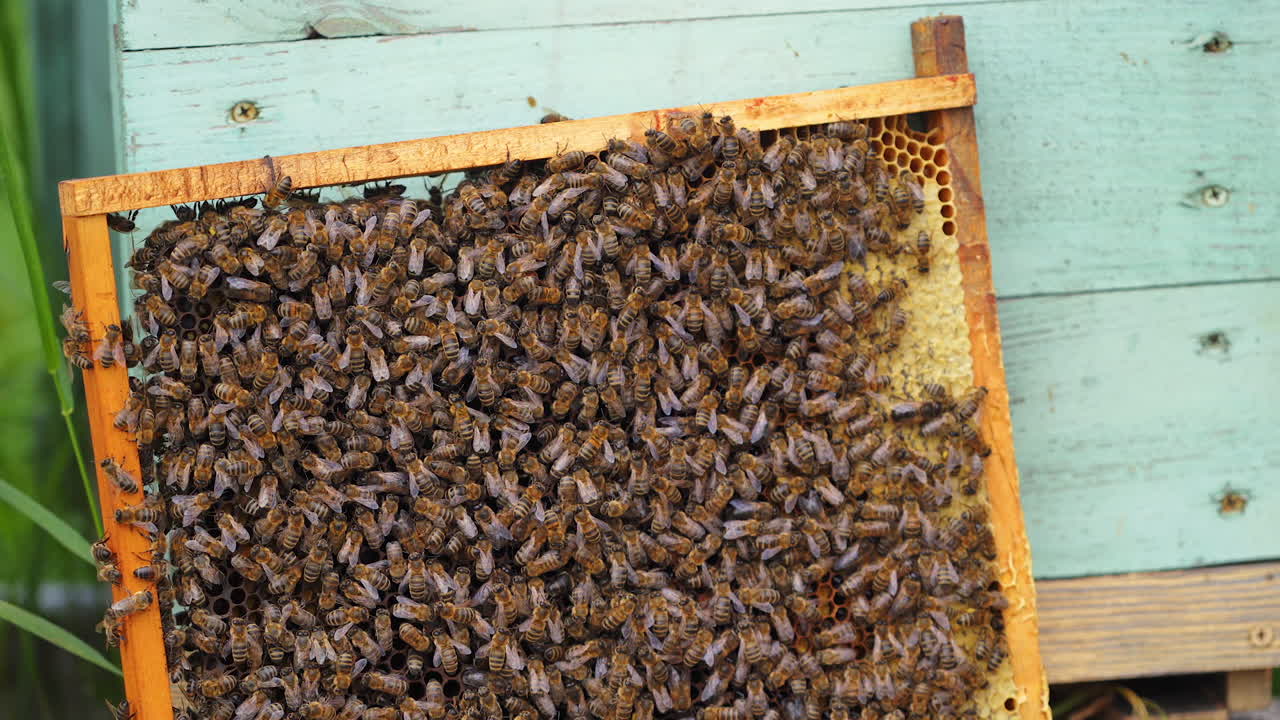Working bees on honeycomb. Frames of a bee hive. Apiculture