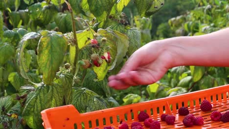 close-up hand picks a fresh ripe raspberry from a bush-1