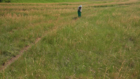 tall dry stems in sharp focus dominate foreground of lush grassy field while distant photographer walks along blurred trail, surrounded by green meadows and golden summer light