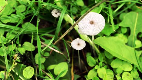 4k-zoom-towards-drying-mushroom-from-a-macro-perspective