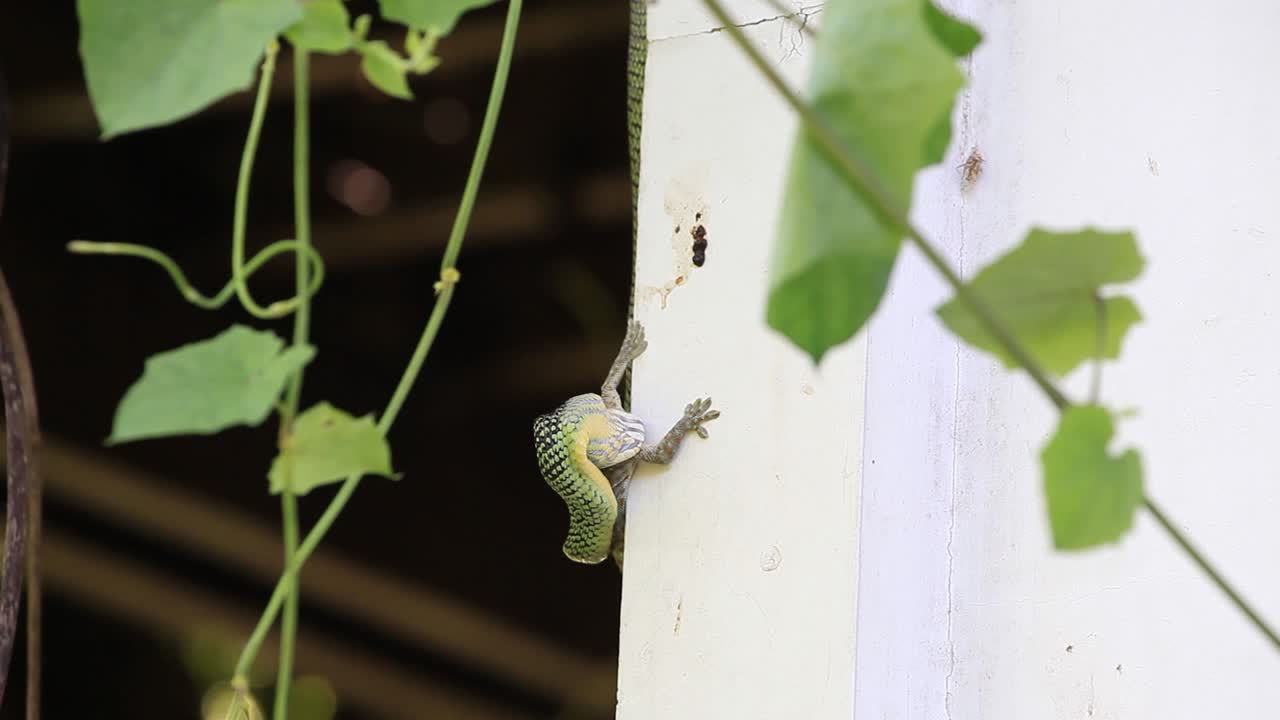 serpiente verde comiendo geco en la pared