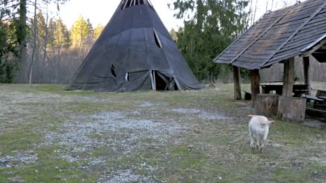 un perro labrador corriendo hacia la casa de teepee