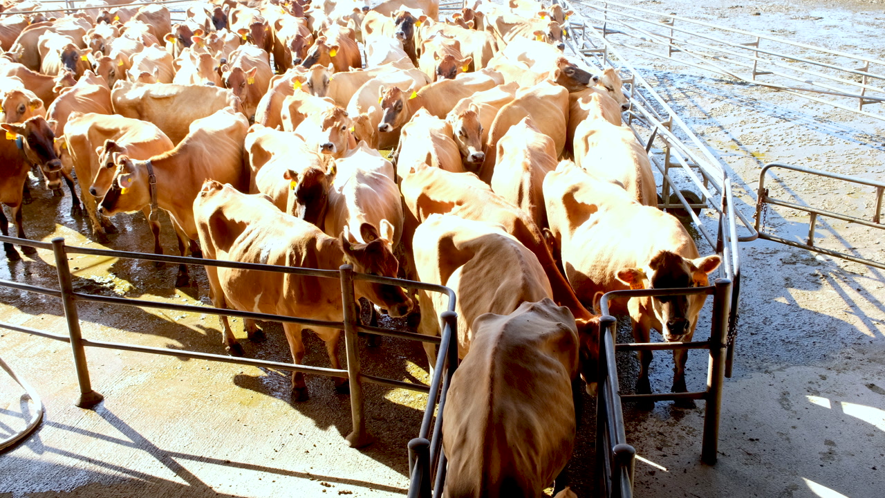 Herd of dairy cattle funnelled towards rotary parlour to be given supplements and to be milked using machinery, high angle view