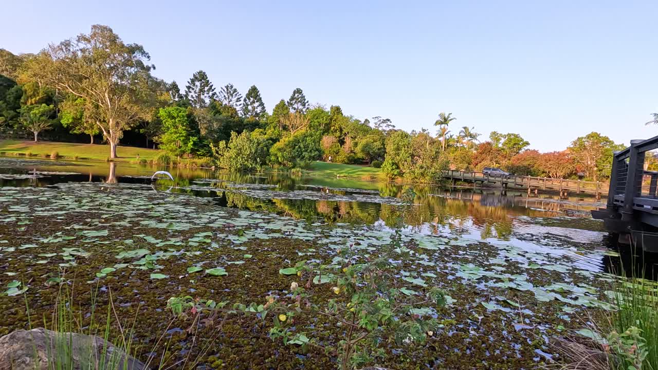 평온 한 연못 위 를 날아다니는 이비스