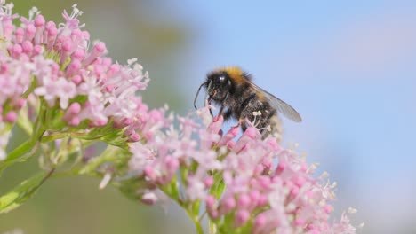 bumblebee collects flower nectar at sunny day. bumble bee in macro shot in slow motion.