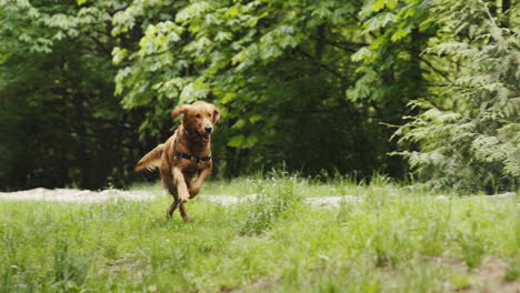 golden retriever puppy running towards camera through green grass