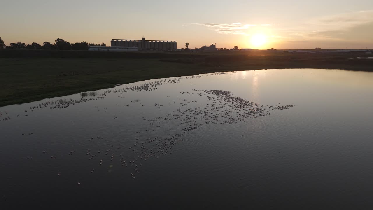 aerial 4k, vuelo bajo sobre aguas llenas de flamencos hacia una hermosa puesta de sol, con una presa y silos en la distancia en free state, sudáfrica