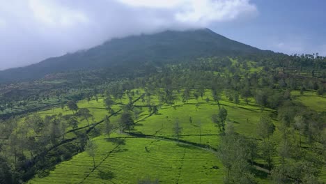 drone view of tea plantation on the slope of mountain, mt