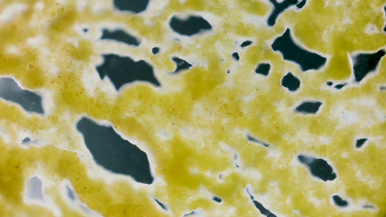 Slime mold plasmodium under microscope