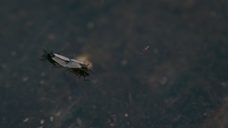 Mosquitos-Quironómidos-Que-No-Muerden-Apareándose-En-La-Superficie-Del-Agua,-Vistos-Desde-Arriba