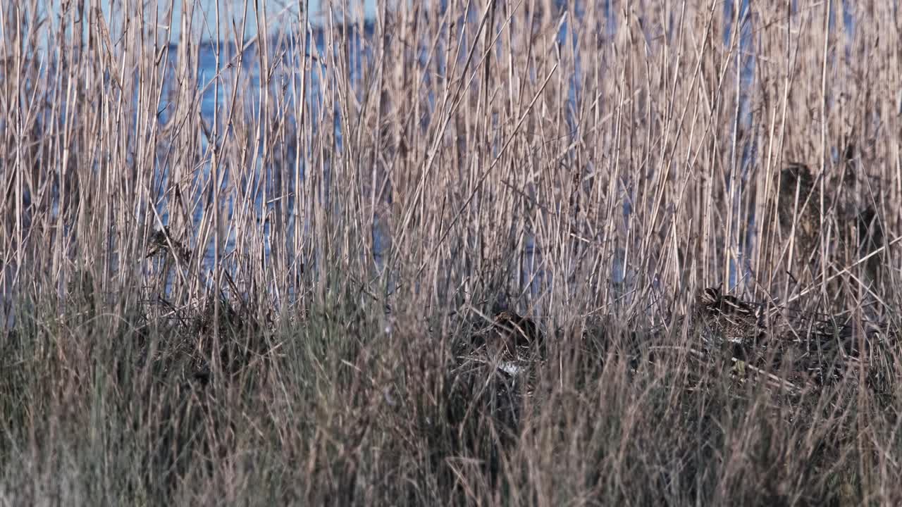Bekassine (Vogel) ruht im Schilf, Natur, sitzend, schlafend.