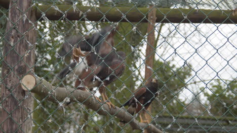 Mehrere-Harris-Hawks-Fliegen-Im-Vogelkäfig-Herum