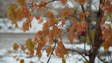 close-up of vibrant orange and red leaves clinging to slender branches in early winter, capturing the lingering warmth of autumn against a crisp snowy background