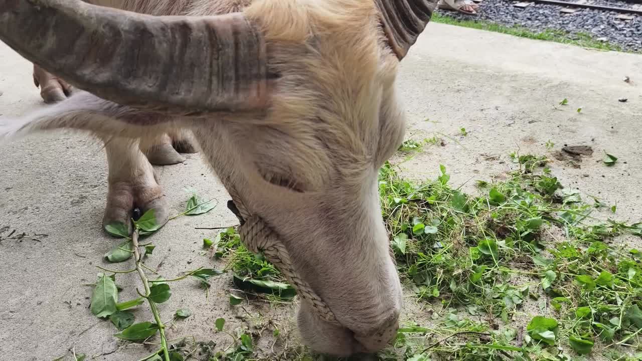 물 버팔로 (water buffalo) 는 풀을 먹는다.