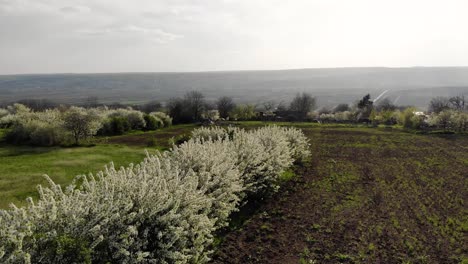 Ackerland-Auf-Dem-Land-Mit-Blühenden-Kirschbäumen-Bei-Sonnenaufgang