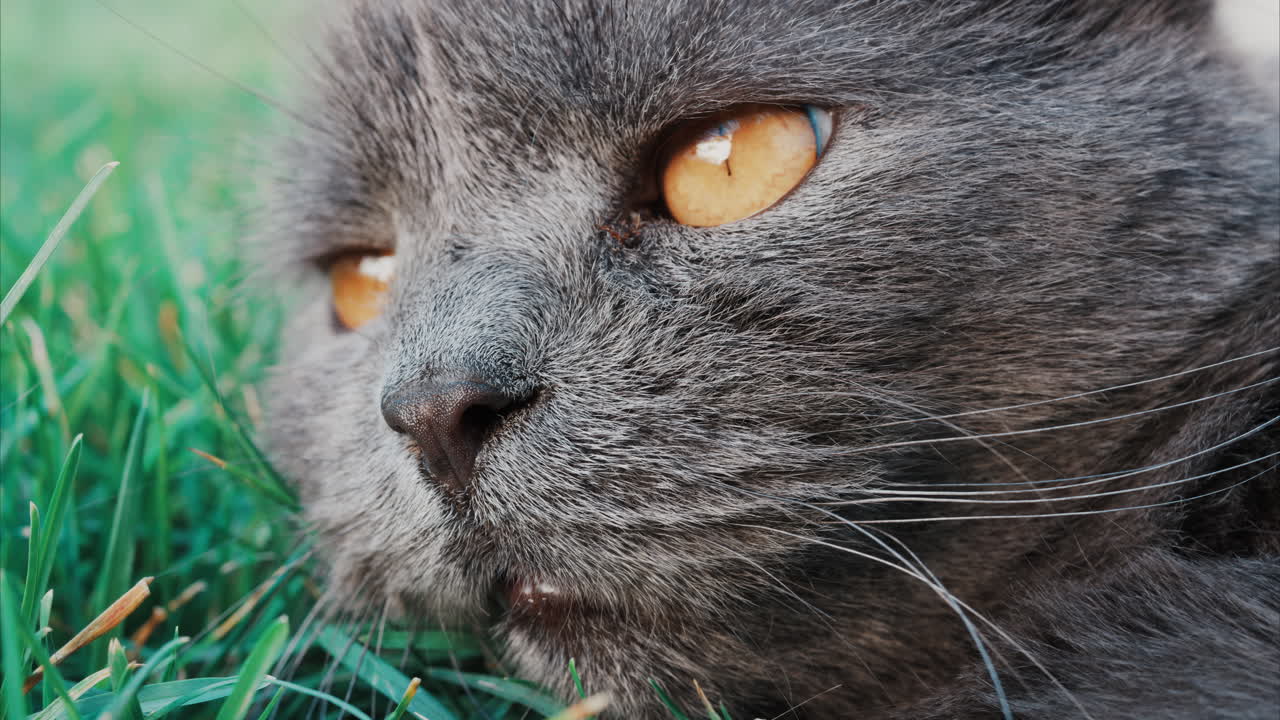 Relaxed grey British Shorthair cat resting on green grass under soft daylight