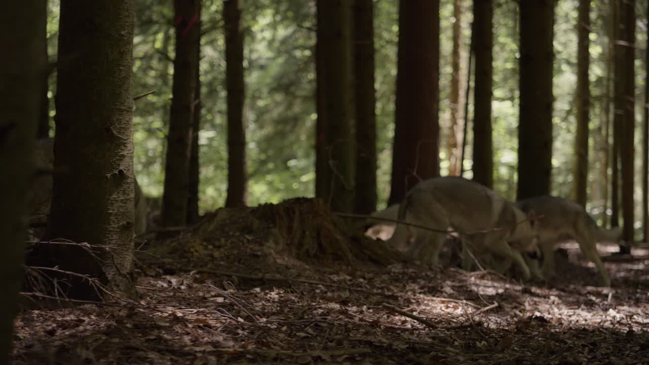 A pack of wolfhounds in the forest