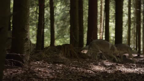 una manada de perros lobo en el bosque