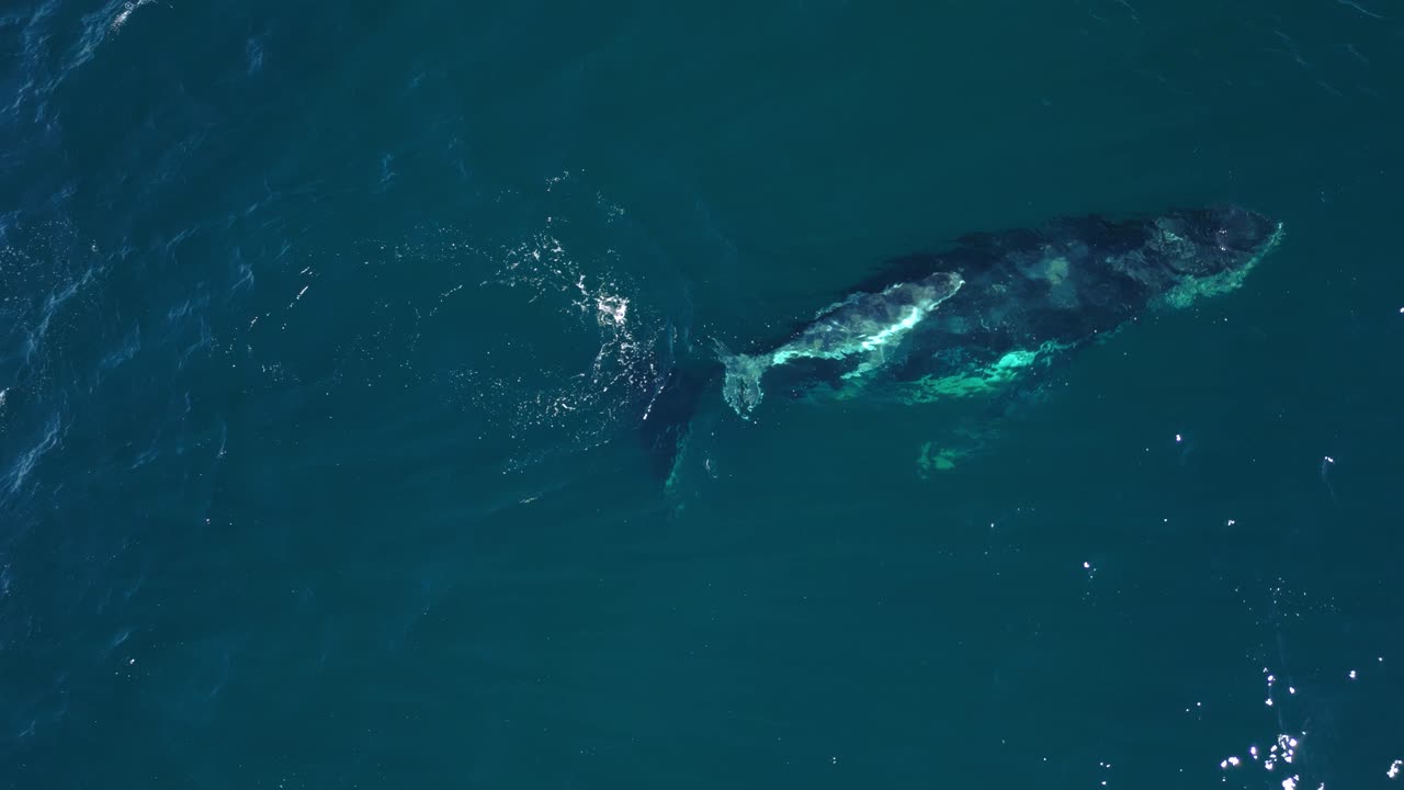 새로 태어난 새끼 고래는 어머니 에 가까이 수영하여 어머니로부터 보호를 찾습니다.