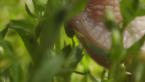 Extreme-Nahaufnahme-Einer-Schnecke,-Die-Im-Grünen-Garten-Frisst