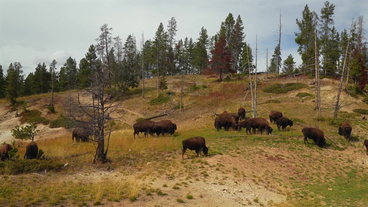 Bufalo selvatico, Bisonte americano, animali selvatici nel Parco Nazionale di Yellowstone, Wyoming. Mandria di bufali al pascolo in autunno. Bacino del geyser Old Faithful, strada Grand Loop. Paesaggio collinare e vallivo con panoramica a destra.