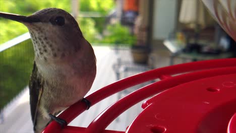 en un patio trasero de los suburbios, un pequeño colibrí con plumas marrones se sienta en un comedero para pájaros en cámara lenta y mira a su alrededor.