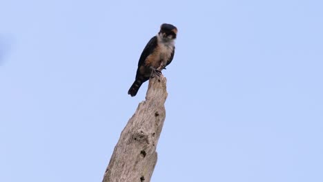 El-Falconet-De-Muslo-Negro-Es-Una-De-Las-Aves-Rapaces-Más-Pequeñas-Que-Se-Encuentran-En-Los-Bosques-De-Algunos-Países-De-Asia