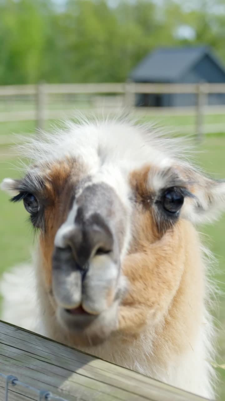 Llama looking curiously at the camera through a fence in a green field