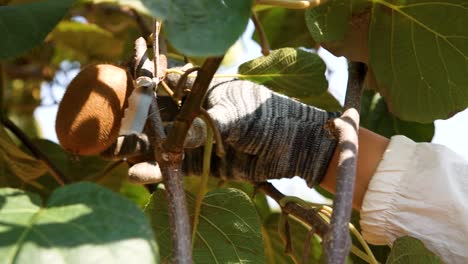 slow-motion shot of a person wearing gloves carefully picks up a ripe kiwi fruit during the harvest in shaanxi province, china.