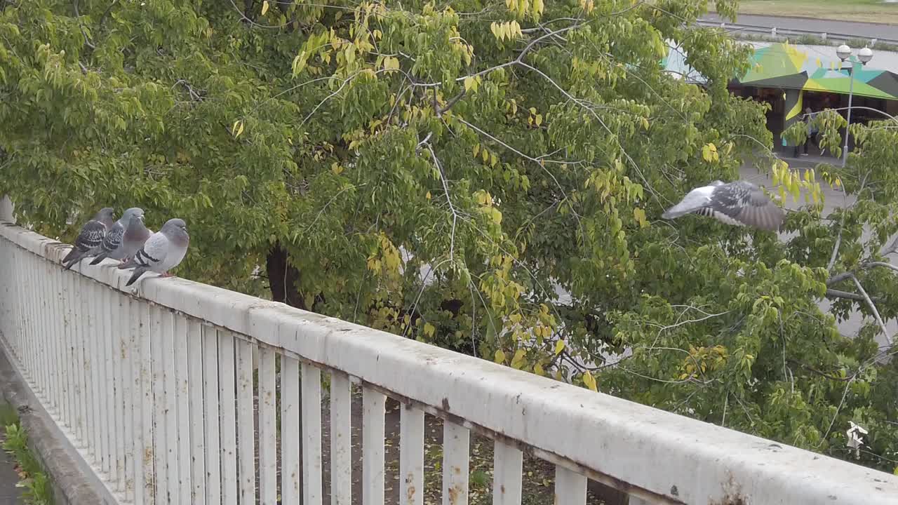 새, 비둘기, 비둘기가 절벽에서 날아갑니다.