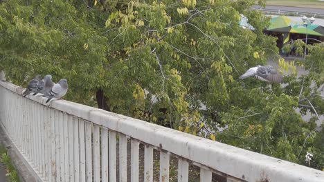 birds-doves-pigeons-flying-off-the-ledge