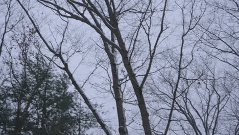 Panning-across-the-sky-during-a-light-evening-snow-flurry