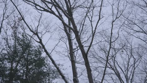panning across the sky during a light evening snow flurry