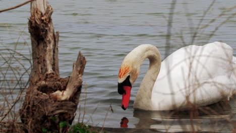 Toma-En-Cámara-Lenta-De-Un-Cisne-Nadando-En-Un-Pequeño-Cuerpo-De-Agua,-Limpiándose-Y-Buscando-Comida