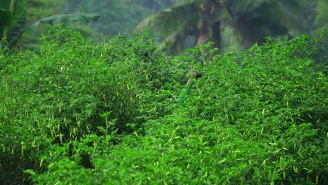 toma en cámara lenta de granjero rociando fertilizante en la plantación de chile en la jungla de indonesia