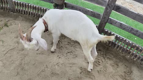 white goat in a pen
