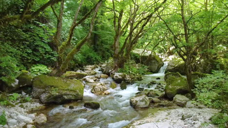 el sol arroja un resplandor mágico en el río, rodeado de árboles verdes del bosque y vegetación exuberante, creando una escena natural encantadora