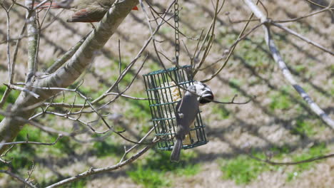 Female-Northern-Cardinal-and-a-Downy-Woodpecker-share-a-suet-bird-feeder-during-late-winter-in-South-Carolina