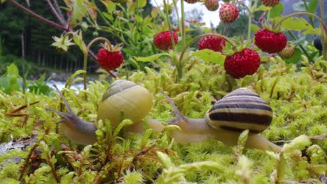 Schnecke-Kriecht-Langsam-Entlang-Der-Super-Makro-Nahaufnahme