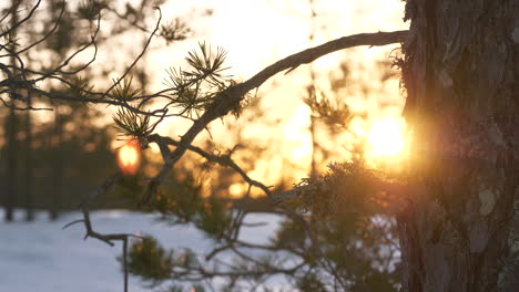 romantic shot reveals sunbeams through pine branches in snowy winter woods